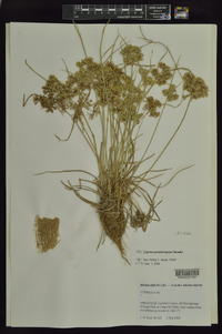 Cyperus pseudovegetus image