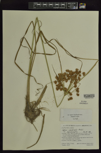 Cyperus pseudovegetus var. pseudovegetus image