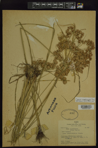 Cyperus pseudovegetus image