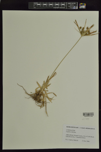 Cyperus retrorsus image