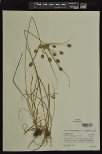 Cyperus retrorsus image