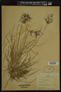 Cyperus rotundus image