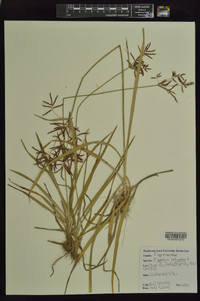 Cyperus rotundus image