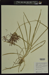 Cyperus rotundus image