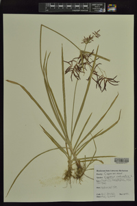 Cyperus rotundus image