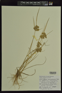 Cyperus surinamensis image