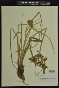 Cyperus virens image