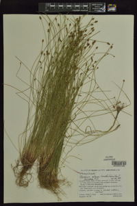 Eleocharis lanceolata image