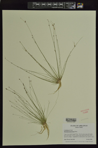 Eleocharis microcarpa image