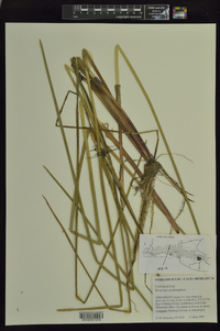 Eleocharis quadrangulata image