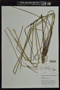 Eleocharis quadrangulata image