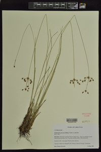 Fimbristylis puberula image