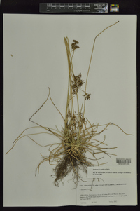 Fimbristylis spathacea image