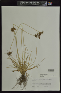 Fimbristylis spathacea image