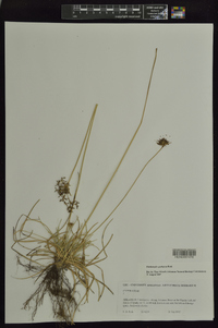 Fimbristylis spathacea image