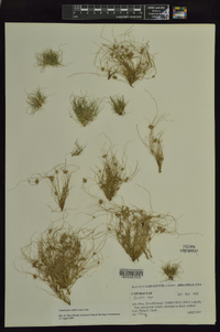 Fimbristylis vahlii image