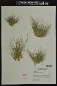 Fimbristylis vahlii image