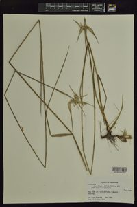 Rhynchospora latifolia image