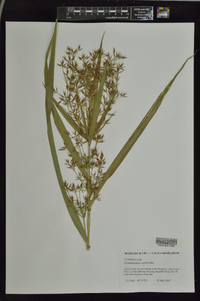 Rhynchospora corniculata image