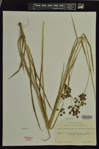 Scirpus atrovirens var. georgianus image