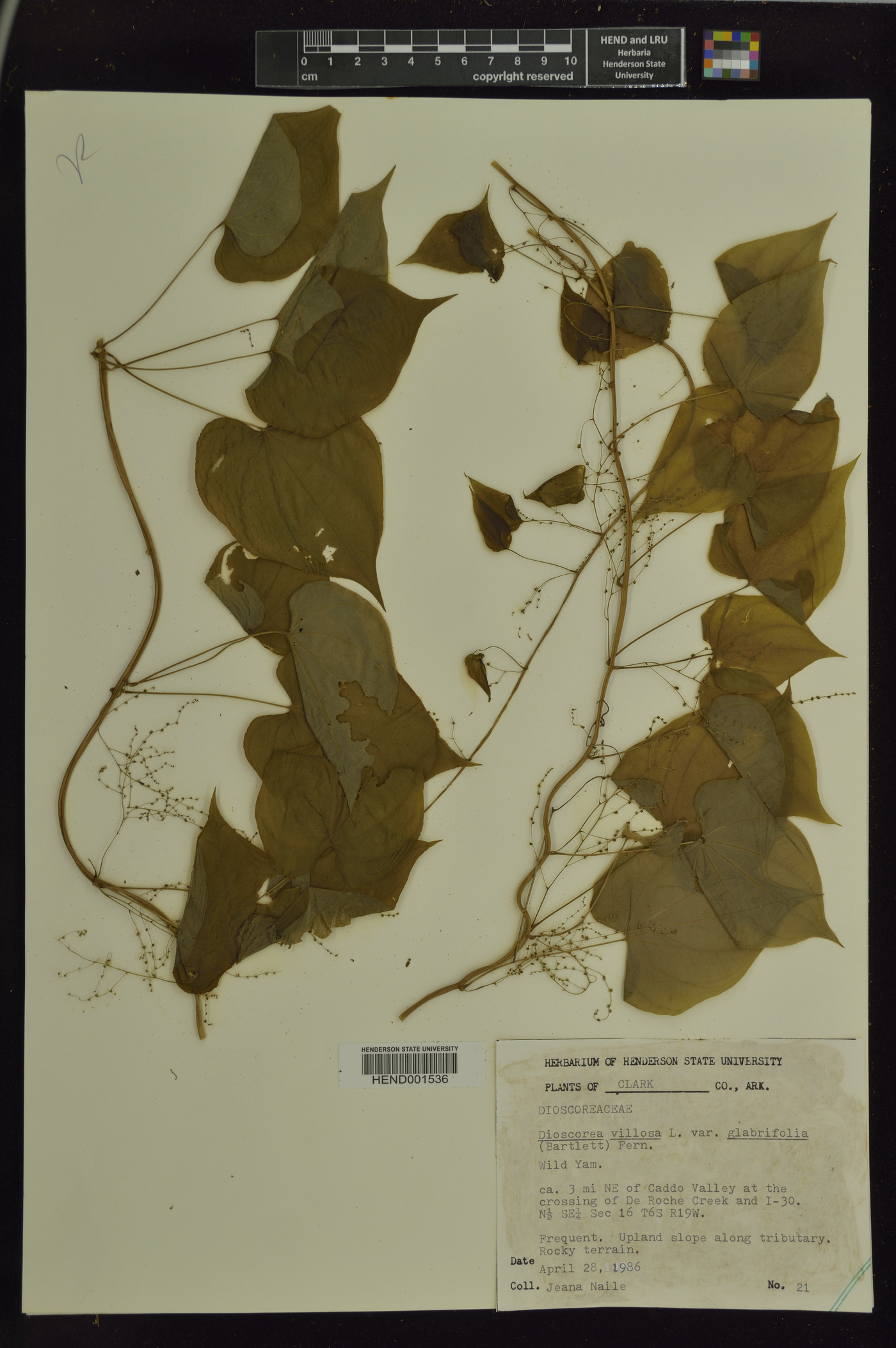 Dioscorea villosa var. glabrifolia image
