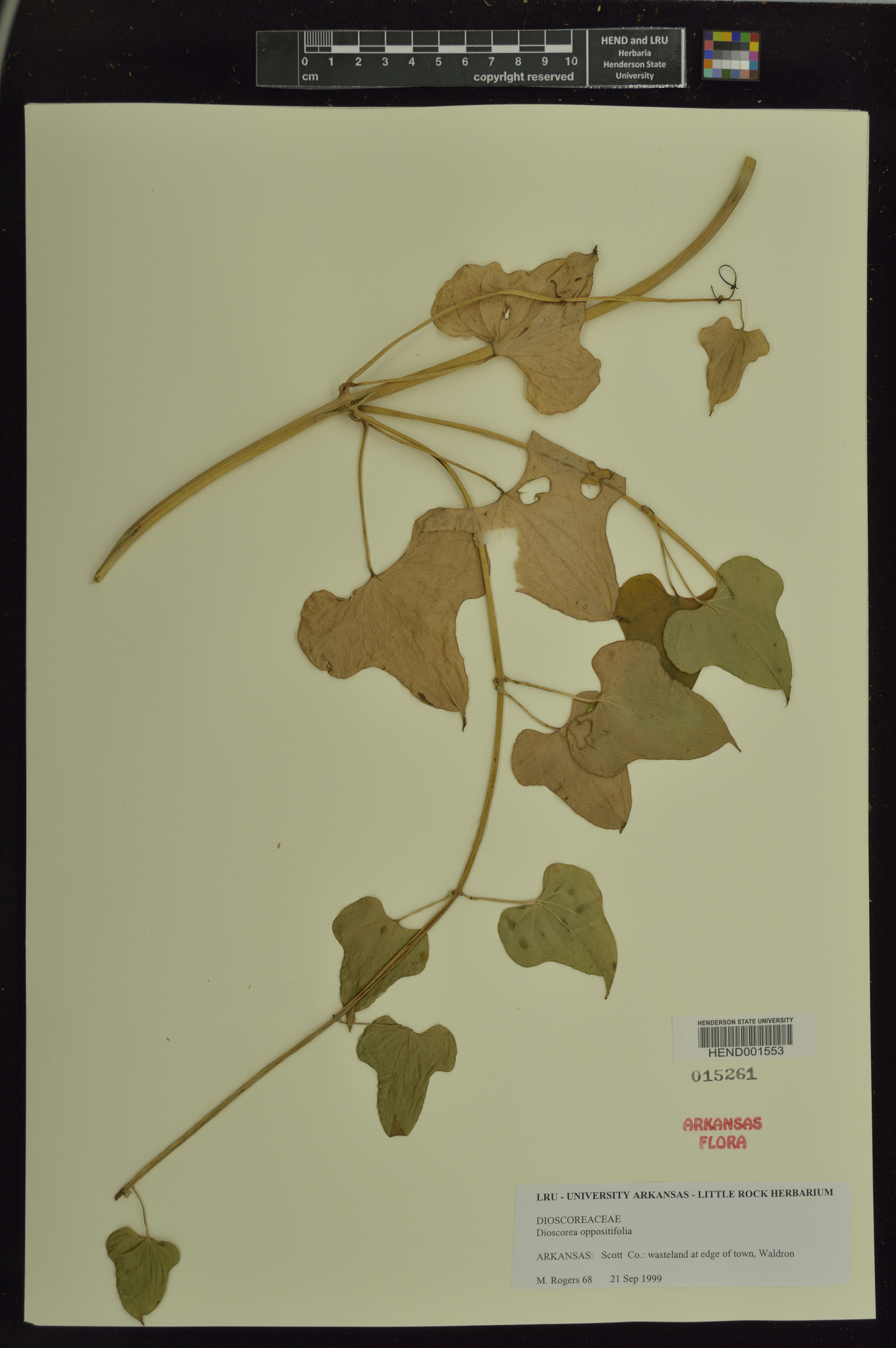 Dioscorea oppositifolia image