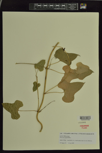 Dioscorea oppositifolia image