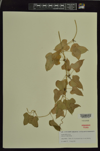 Dioscorea oppositifolia image