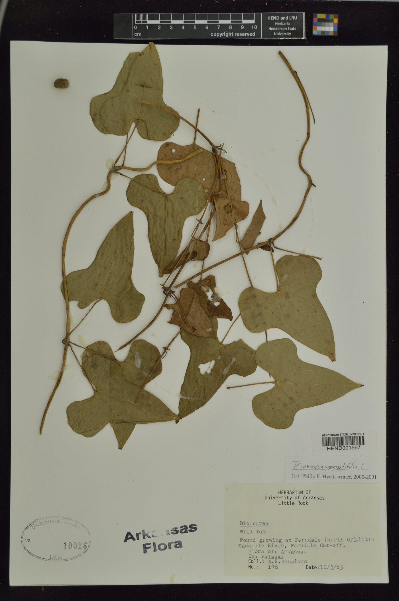 Dioscorea oppositifolia image