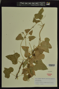 Dioscorea oppositifolia image