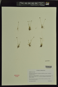 Eriocaulon koernickianum image