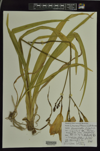 Hemerocallis fulva image