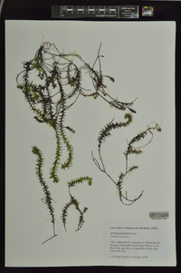 Elodea canadensis image