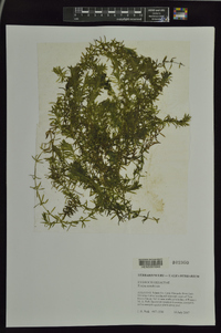 Elodea canadensis image