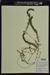 Hydrilla verticillata image