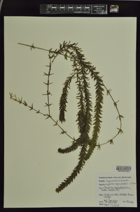 Hydrilla verticillata image