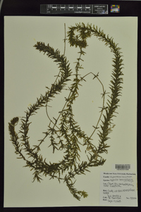 Hydrilla verticillata image