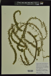 Hydrilla verticillata image