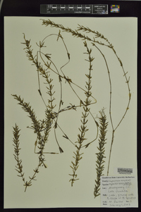 Hydrilla verticillata image