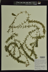 Hydrilla verticillata image