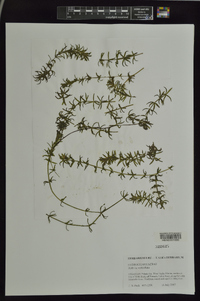 Hydrilla verticillata image