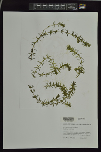 Hydrilla verticillata image