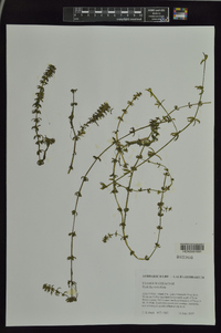 Hydrilla verticillata image