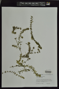 Hydrilla verticillata image