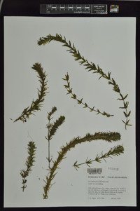 Hydrilla verticillata image