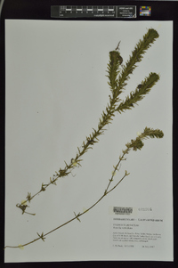 Hydrilla verticillata image