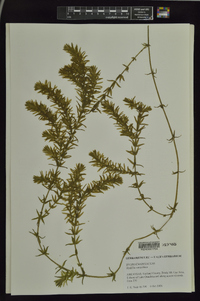 Hydrilla verticillata image