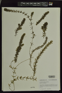 Hydrilla verticillata image