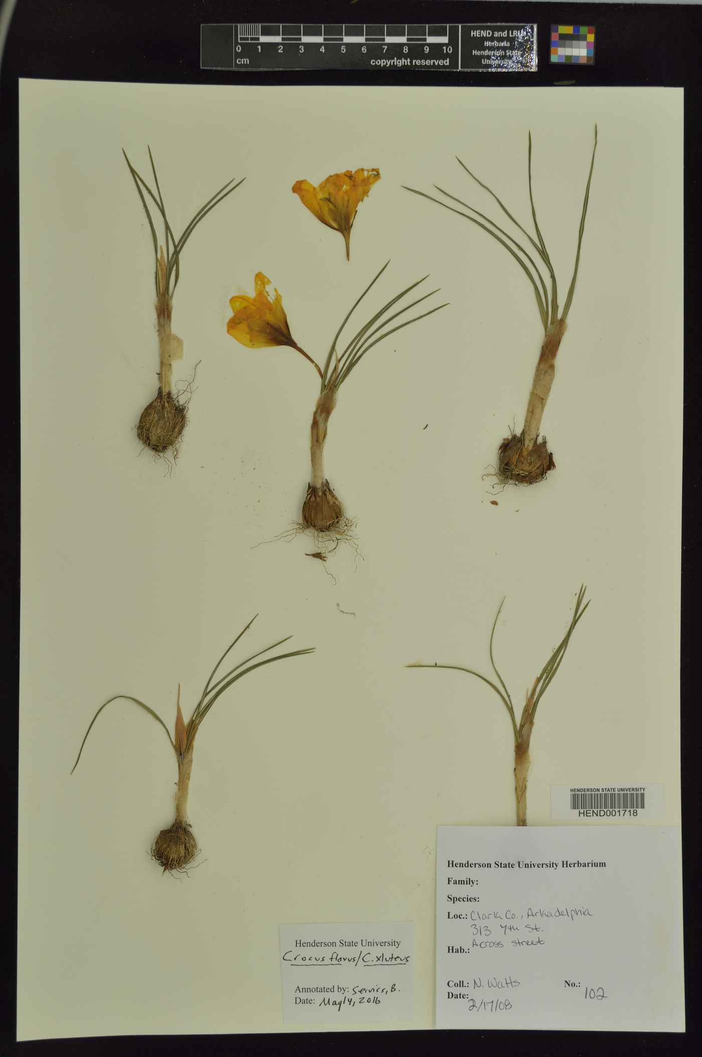 Crocus flavus image