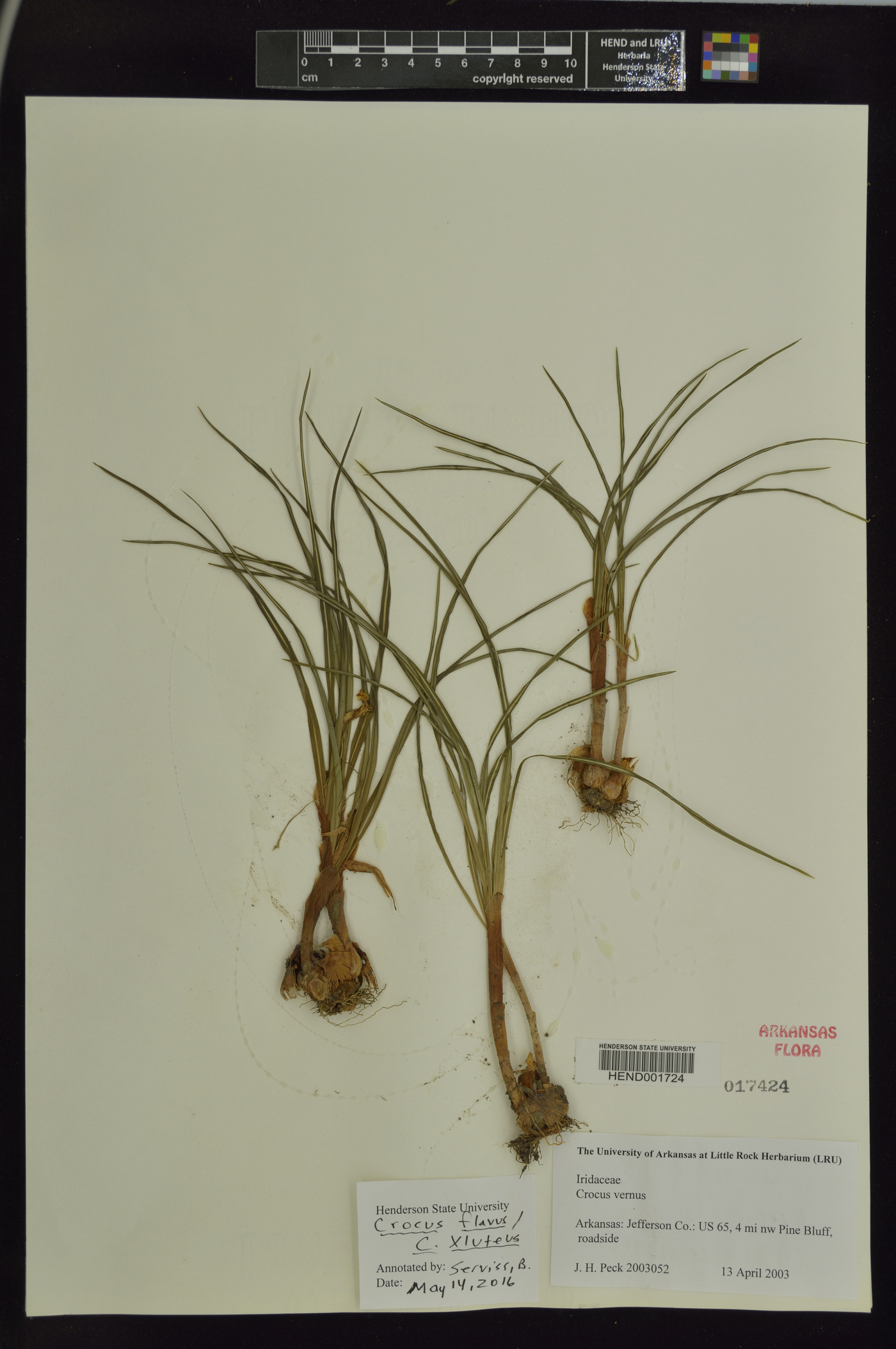 Crocus flavus image